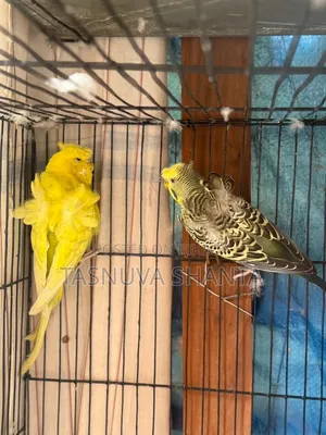 Jp Breeding Pear