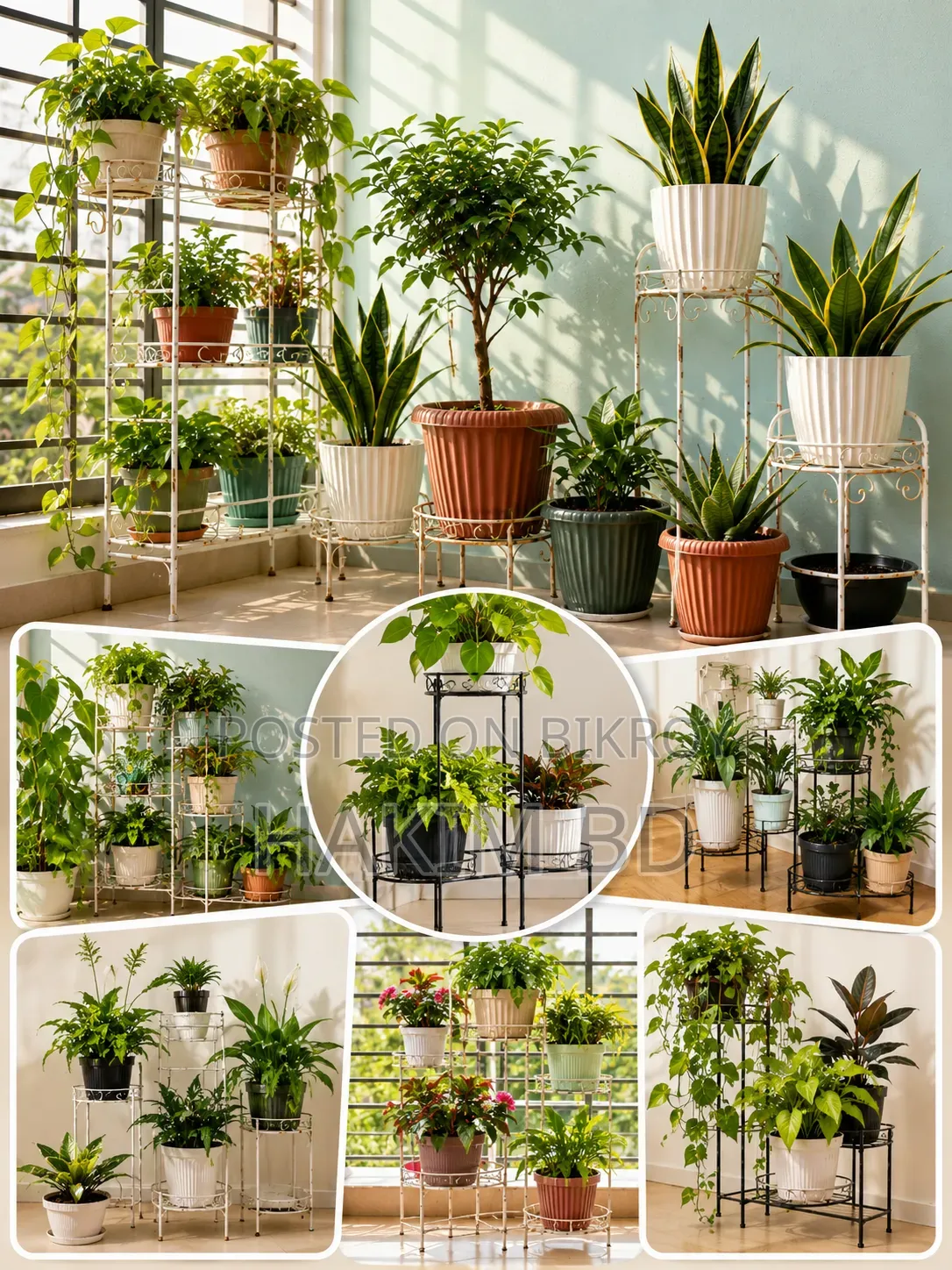 Plants of various prices, 1 for 500 Taka, Metal stand | Full set for sale Garden