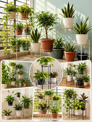Plants of various prices, 1 for 500 Taka, Metal stand | Full set for sale Garden