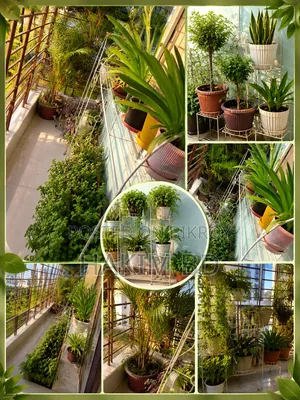 Plants of various prices, 1 for 500 Taka, Metal stand | Full set for sale Garden