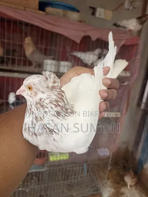Single Pigeon