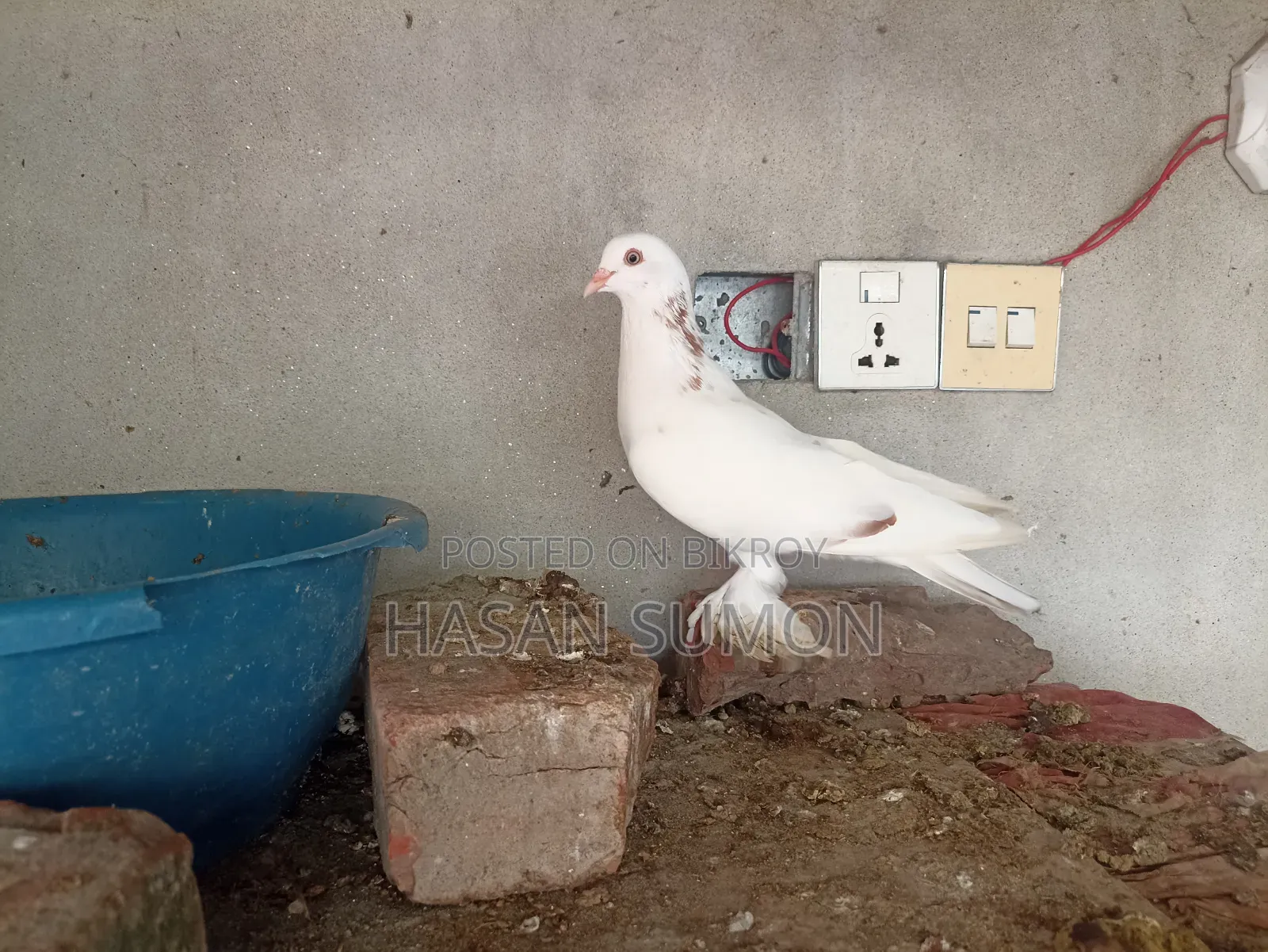 Single Pigeon