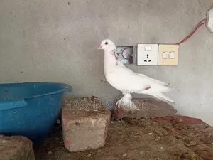 Single Pigeon