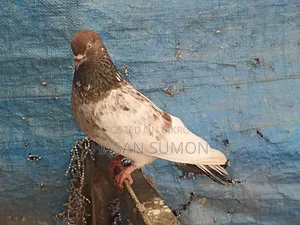 Single Pigeon