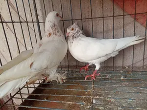 Single Pigeon