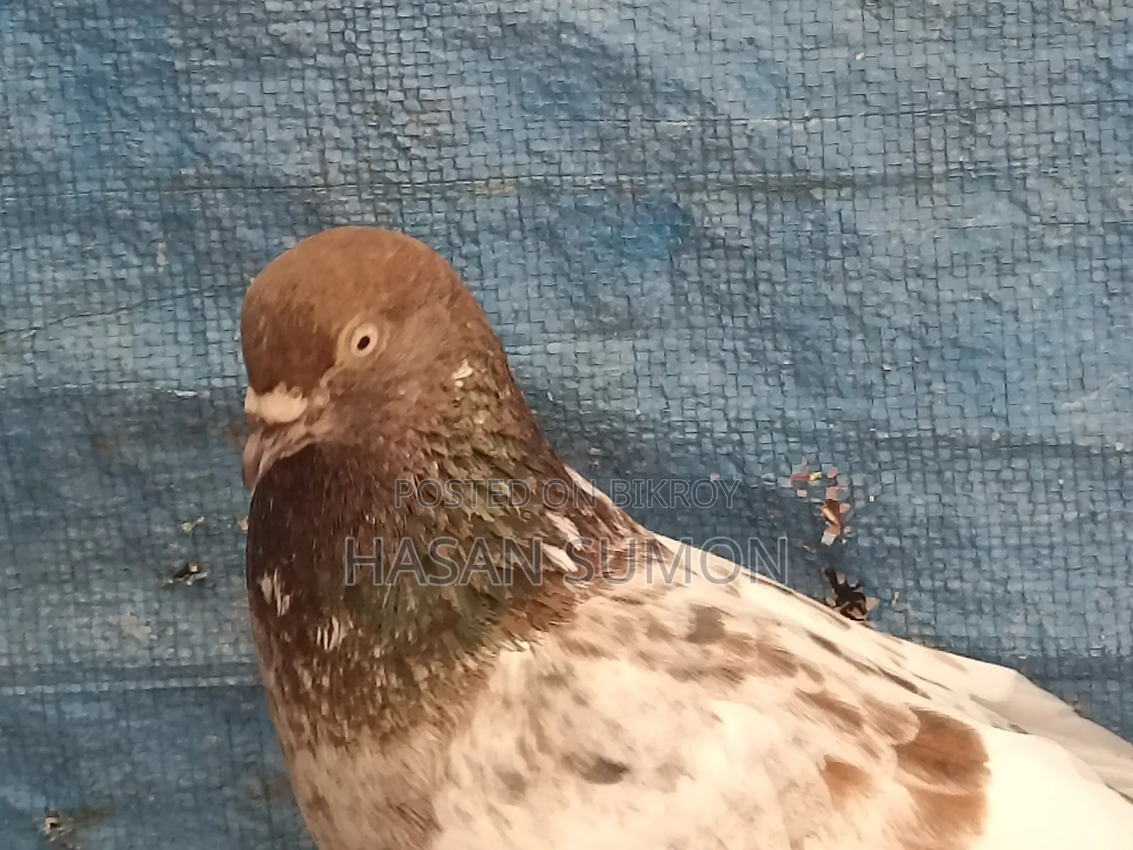 Single Pigeon