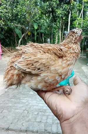 কোয়েল পাখি