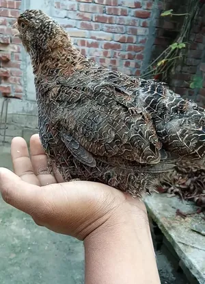 কোয়েল পাখি
