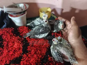 Cockatiel Baby 22 Days Old