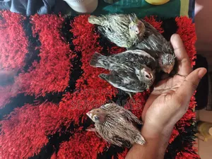 Cockatiel Baby 22 Days Old