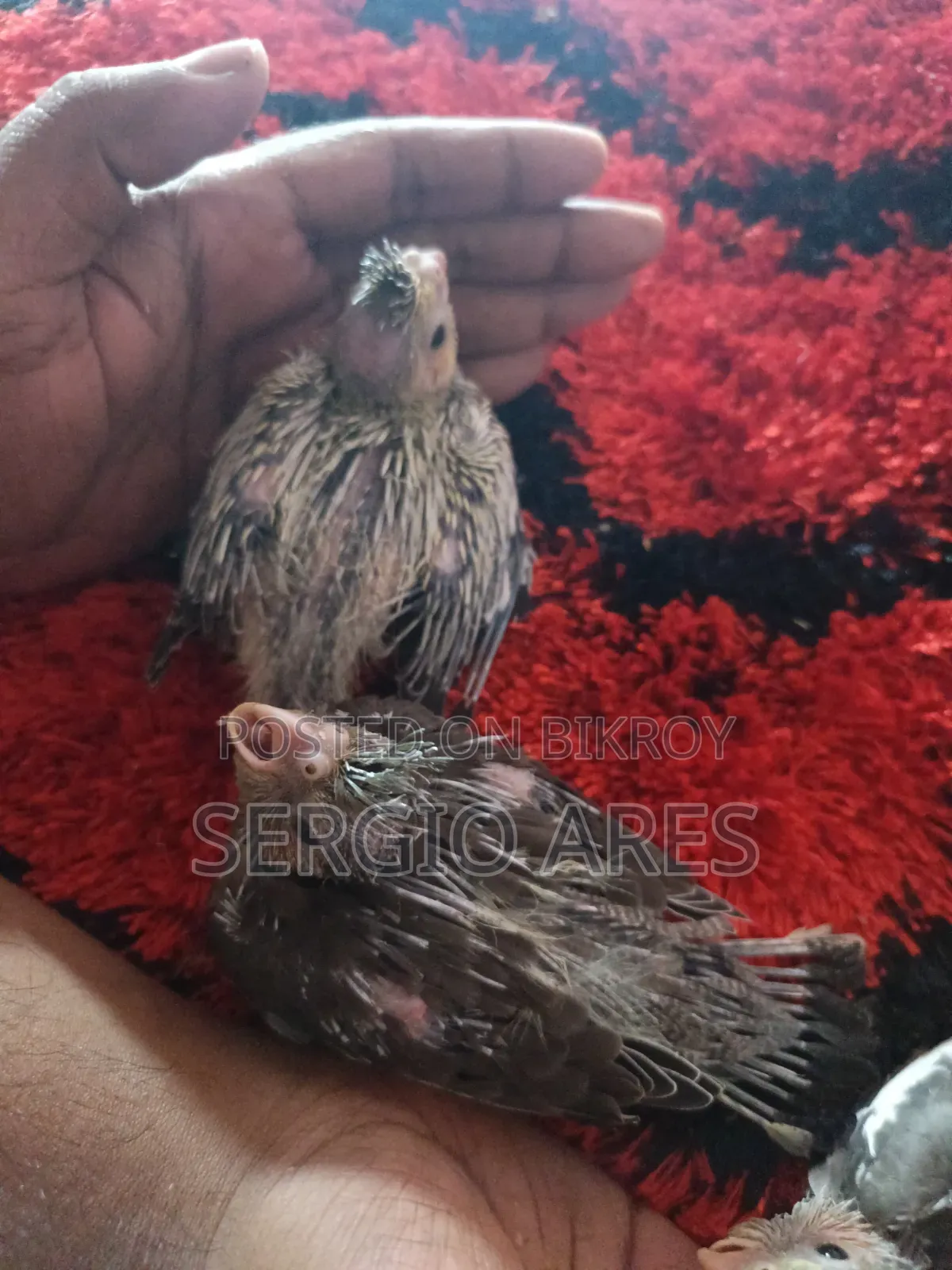 Cockatiel Baby 22 Days Old