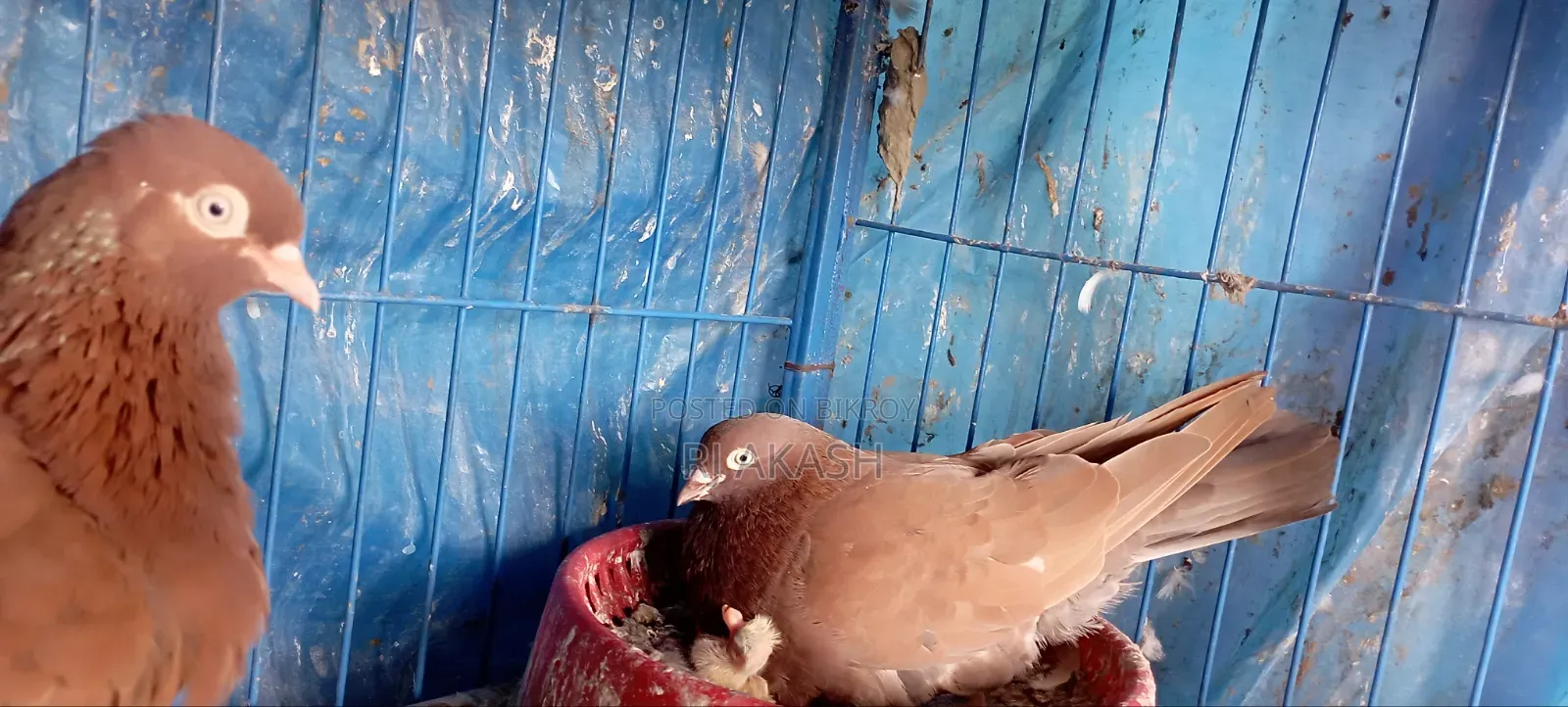 Red Chulli Running Pigeon