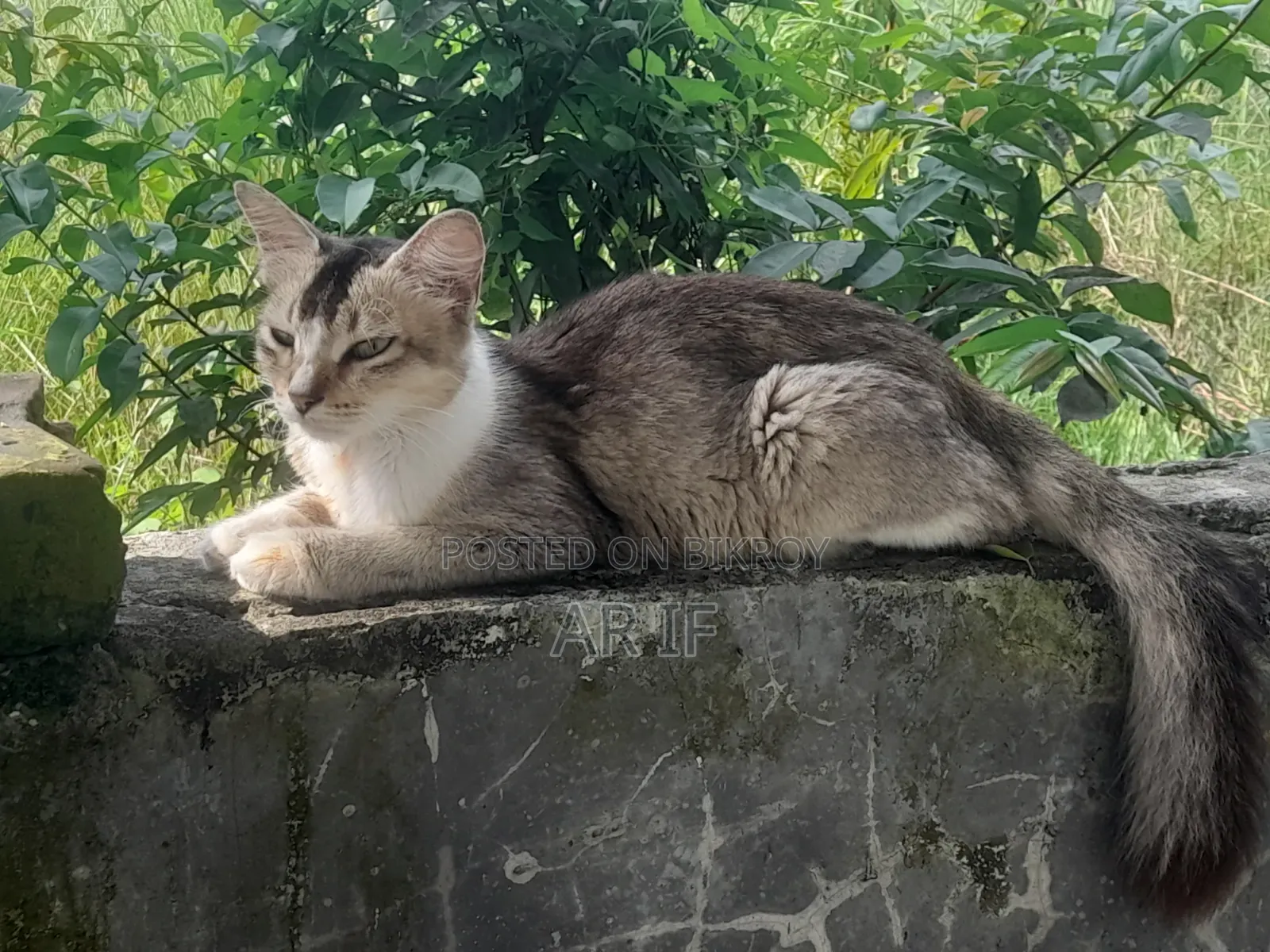 1+ year Female Mixed Breed Persian