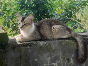 1+ year Female Mixed Breed Persian