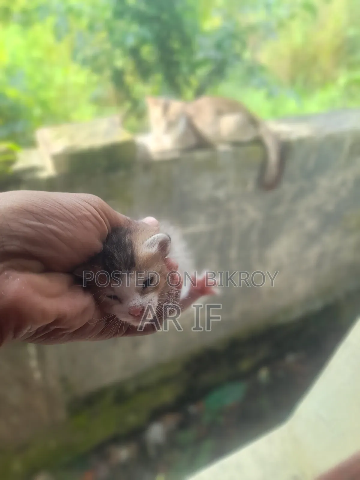 1+ year Female Mixed Breed Persian