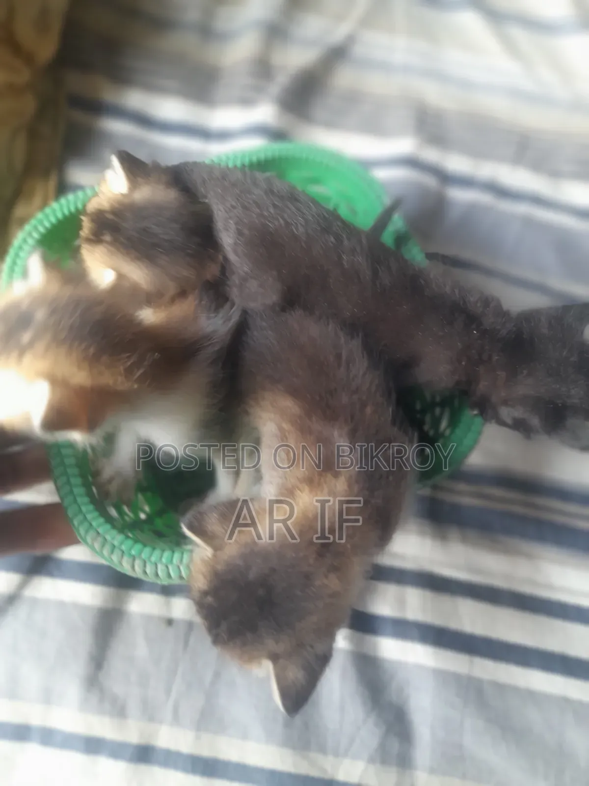 1+ year Female Mixed Breed Persian