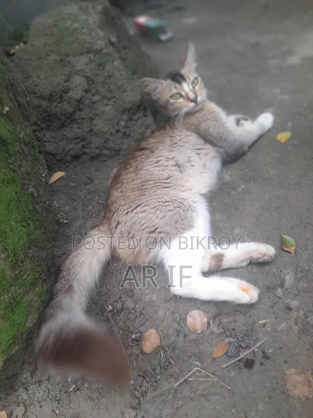 1+ year Female Mixed Breed Persian