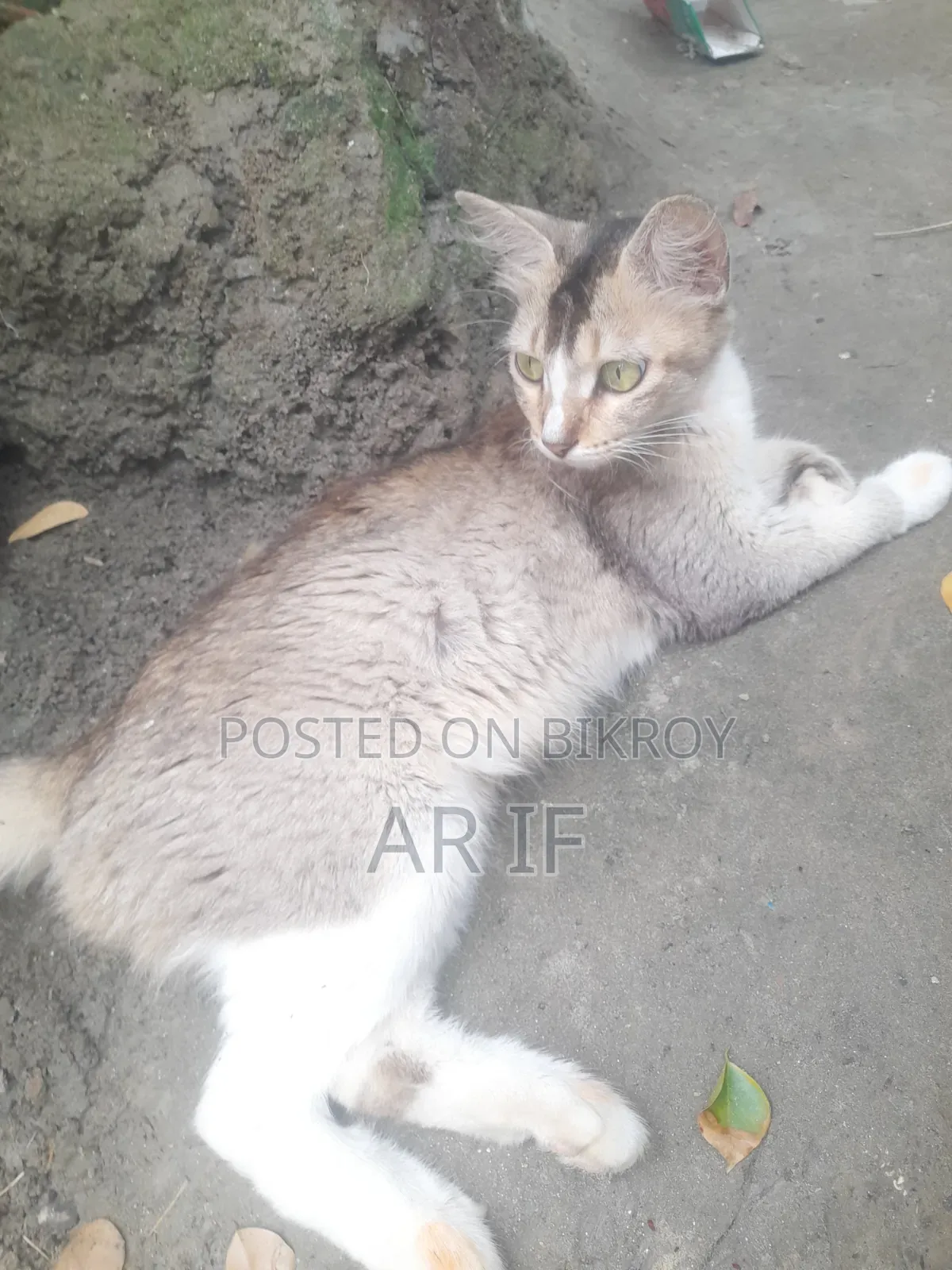 1+ year Female Mixed Breed Persian