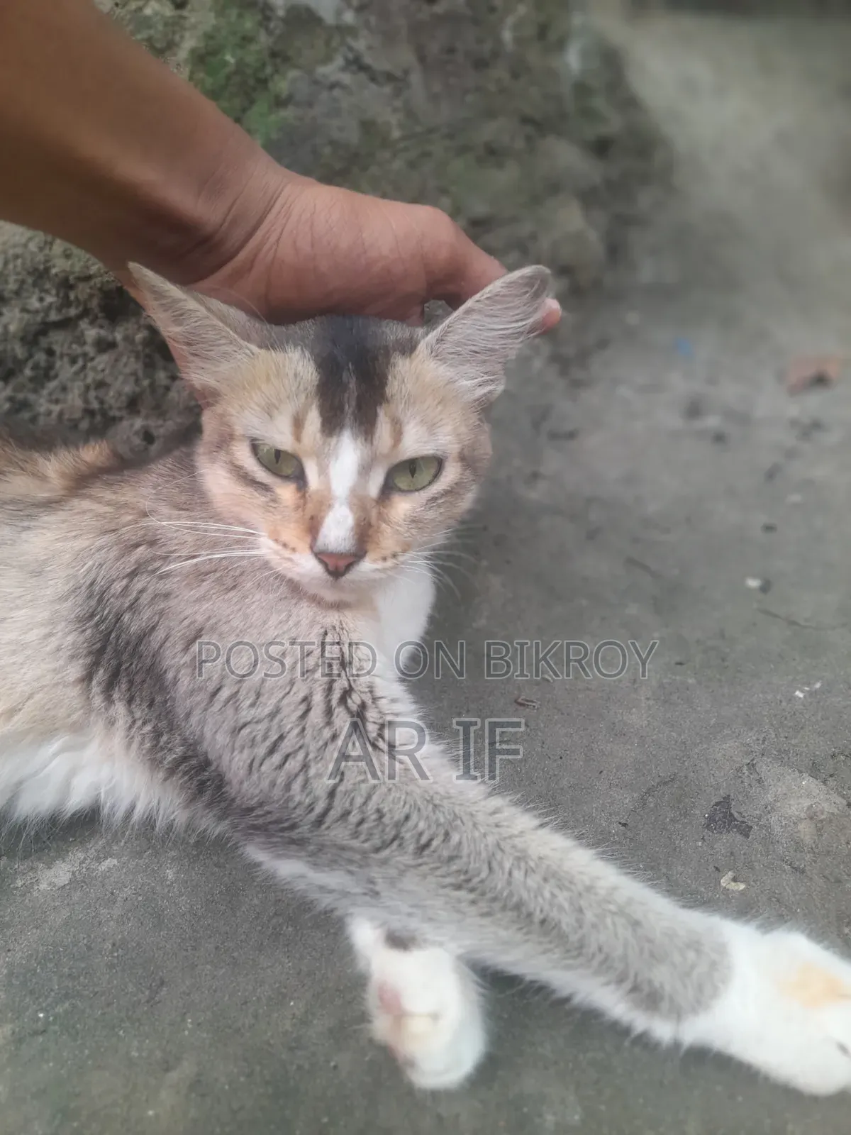 1+ year Female Mixed Breed Persian