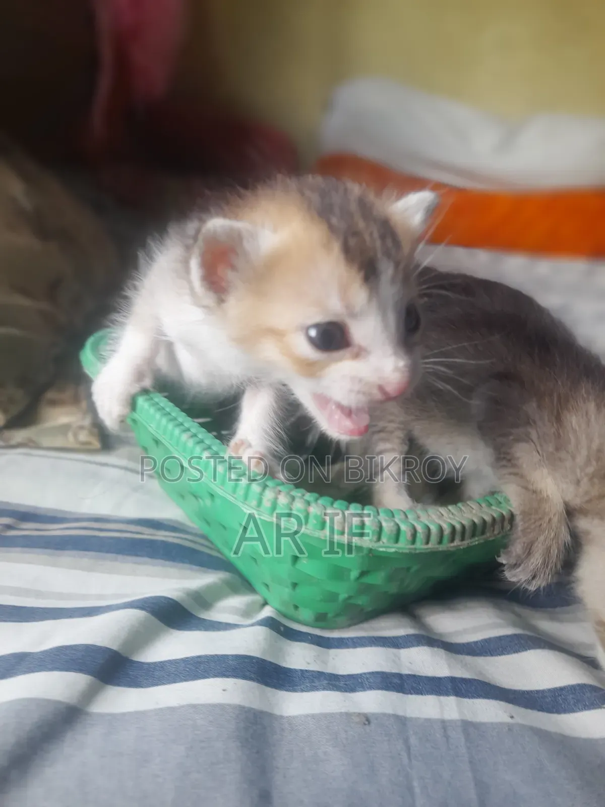 1+ year Female Mixed Breed Persian