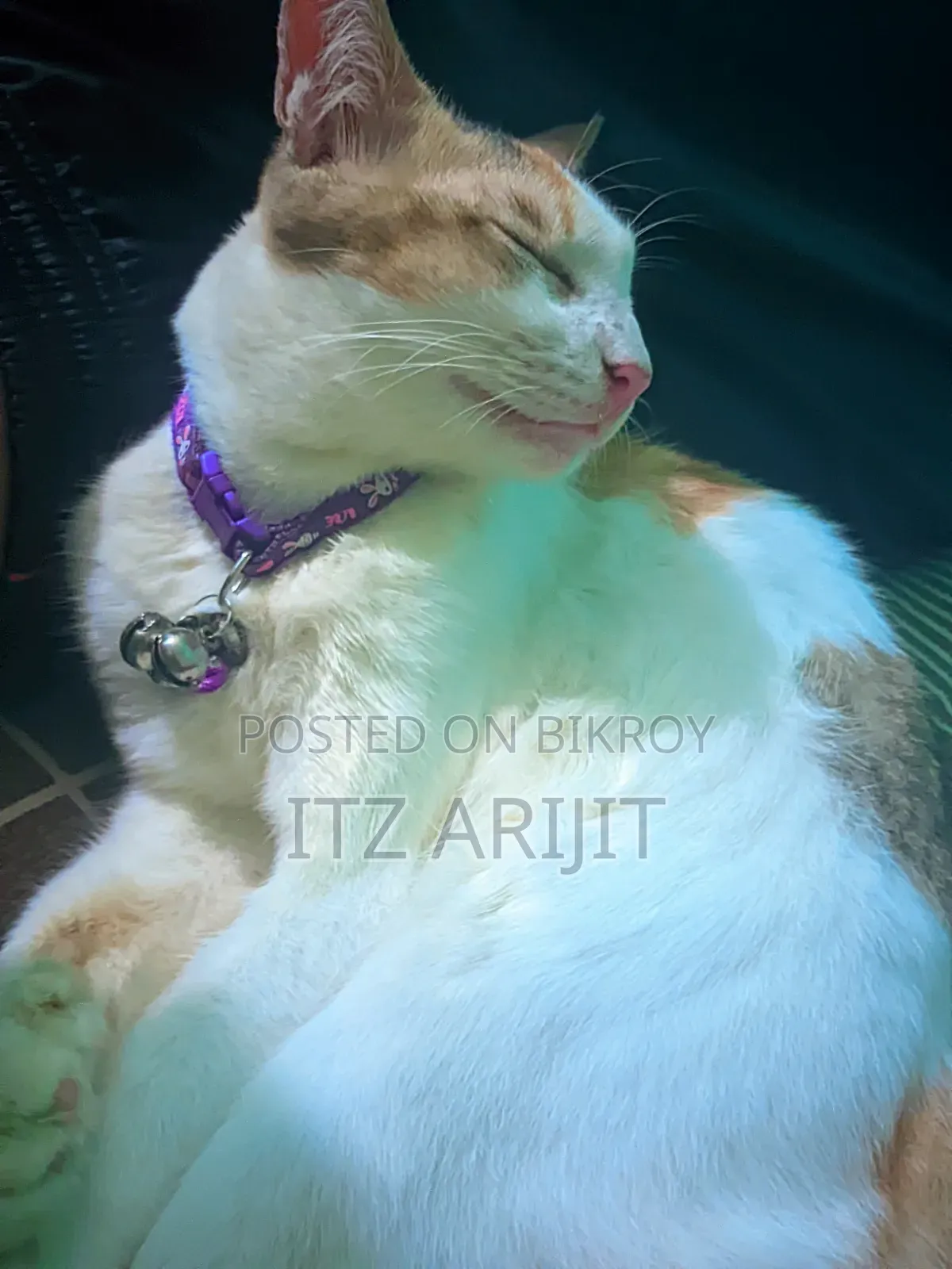 1+ year Female Mixed Breed Persian