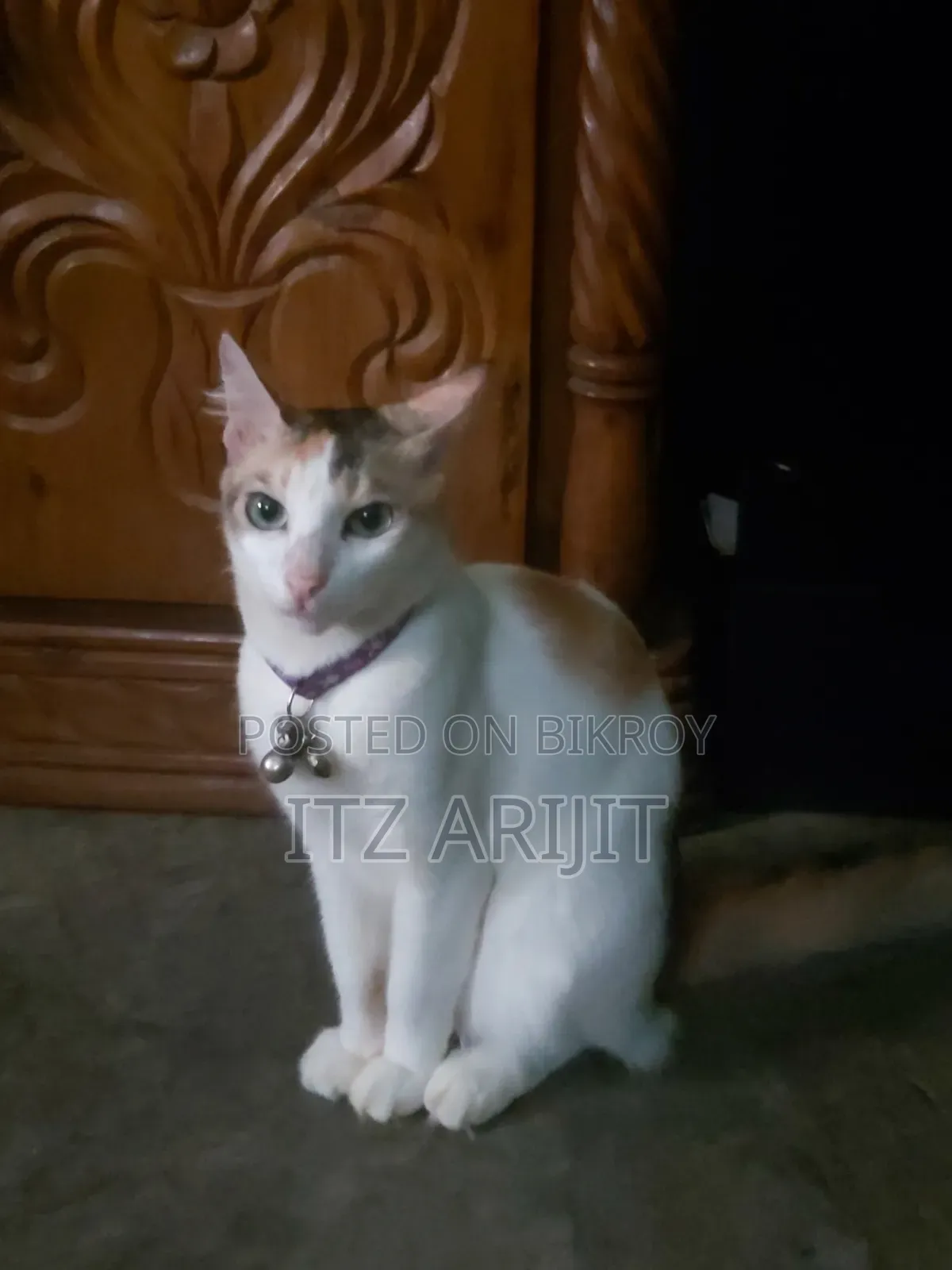 1+ year Female Mixed Breed Persian