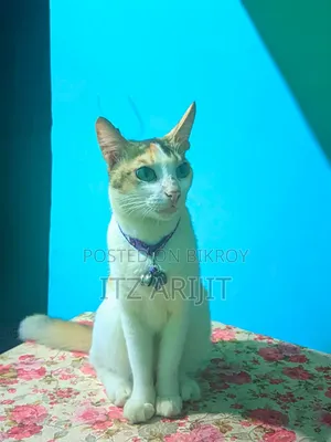 1+ year Female Mixed Breed Persian
