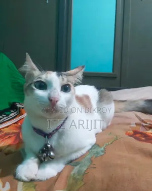 1+ year Female Mixed Breed Persian