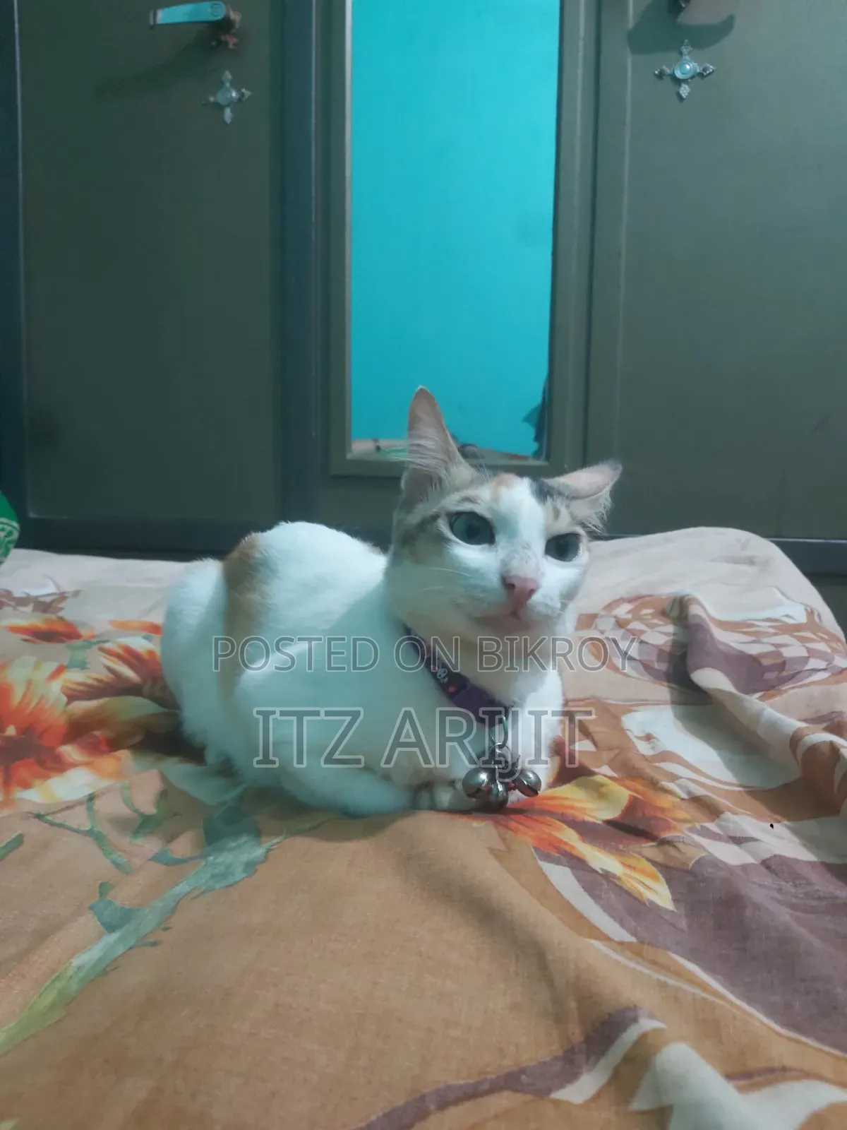 1+ year Female Mixed Breed Persian
