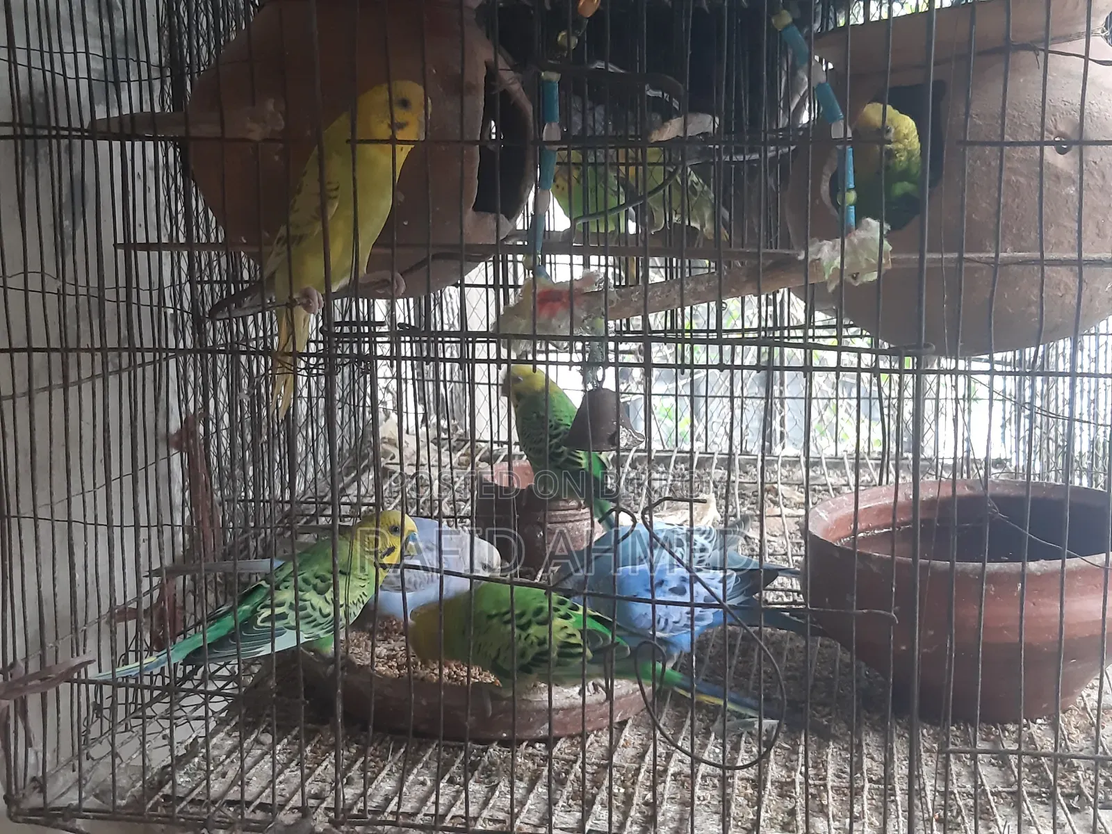 6 Pair Budgie Birds ( Individual Pairs Also Available )
