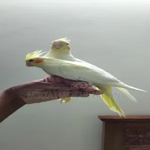 Lutino Cockatiel Baby