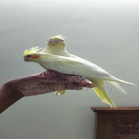 Lutino Cockatiel Baby