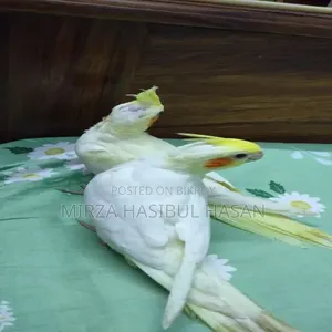 Lutino Cockatiel Baby