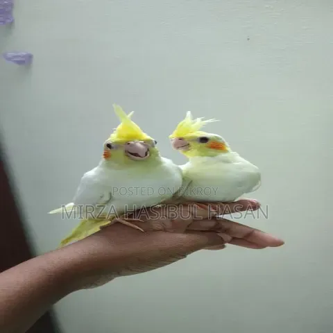 Lutino Cockatiel Baby