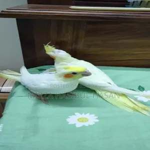 Lutino Cockatiel Baby
