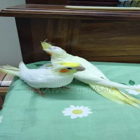 Lutino Cockatiel Baby