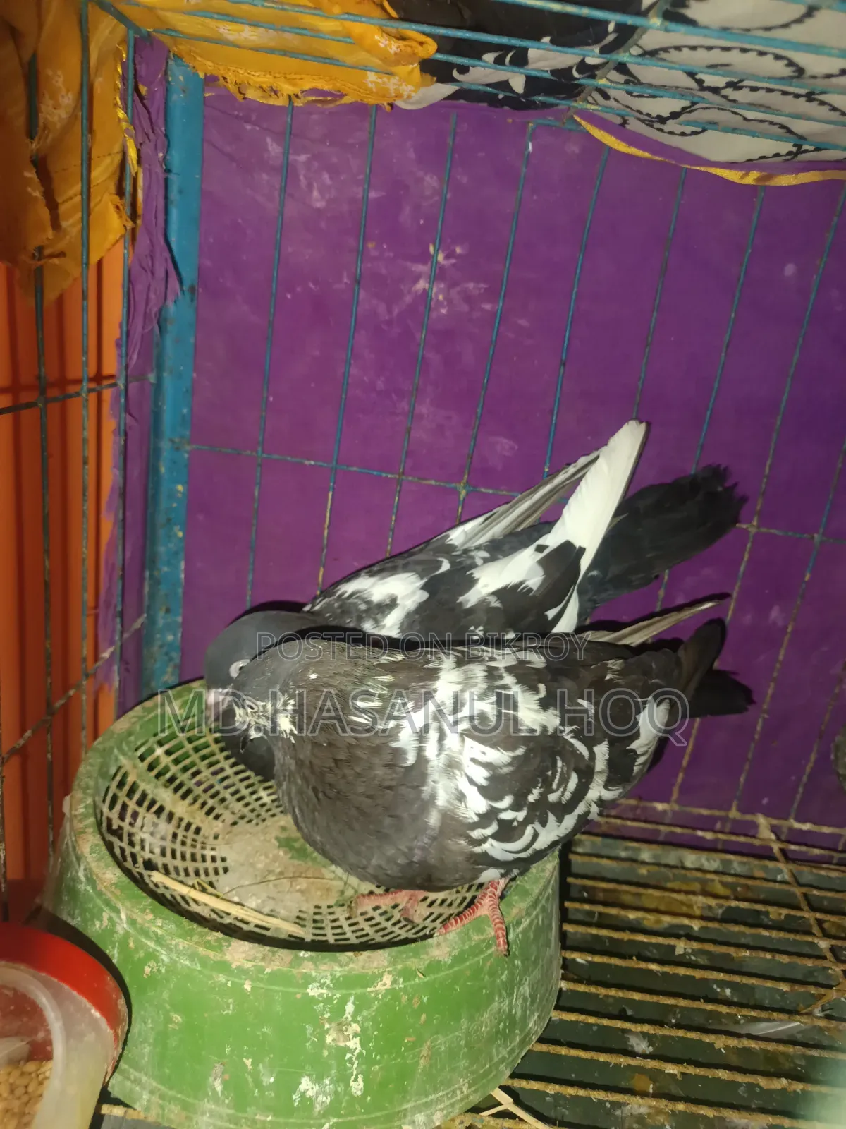 Rampuri Pigeon