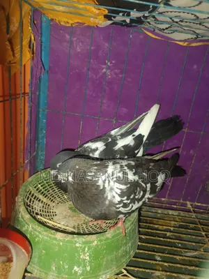 Rampuri Pigeon