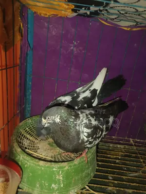 Rampuri Pigeon