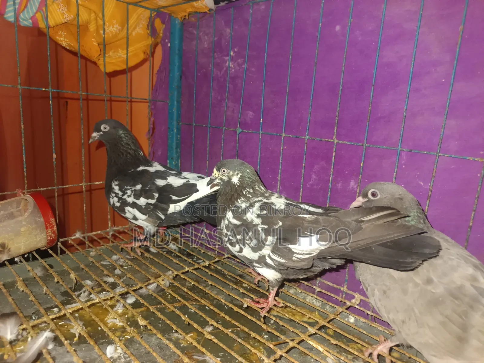 Rampuri Pigeon