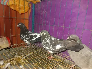 Rampuri Pigeon
