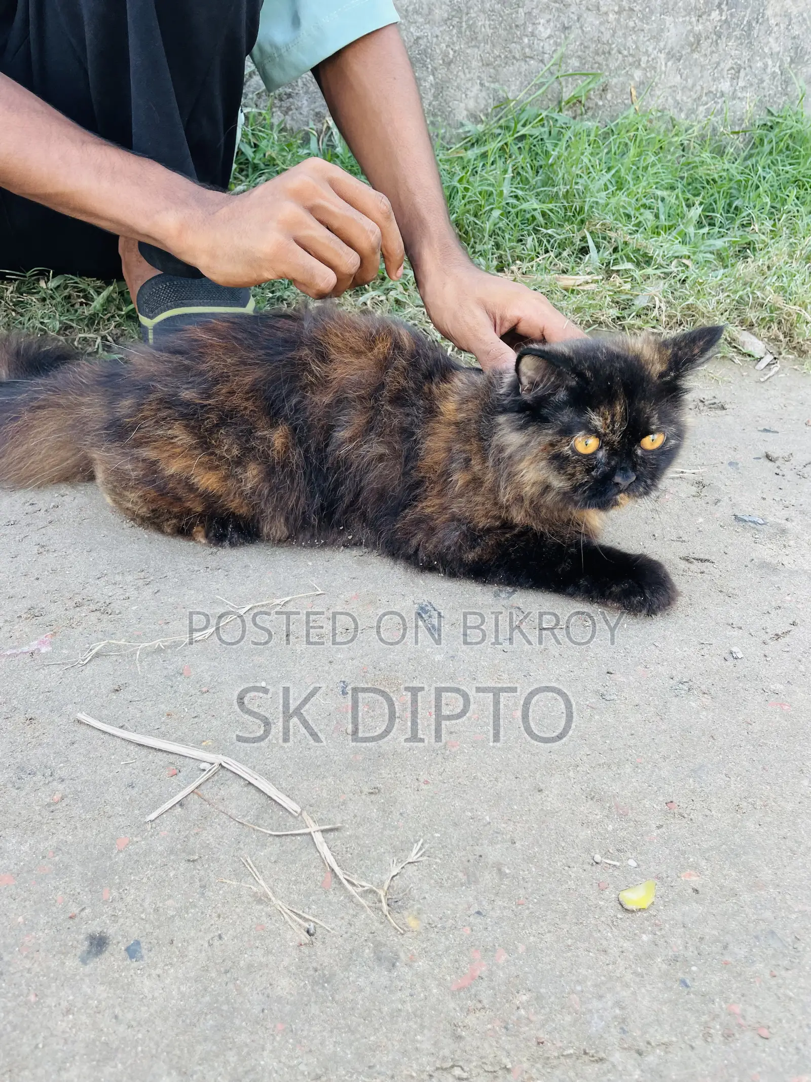 ৩-৬ মাস বয়সী স্ত্রী পিওরব্রেড পার্সিয়ান