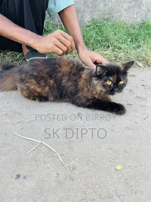 3-6 months Female Purebred Persian