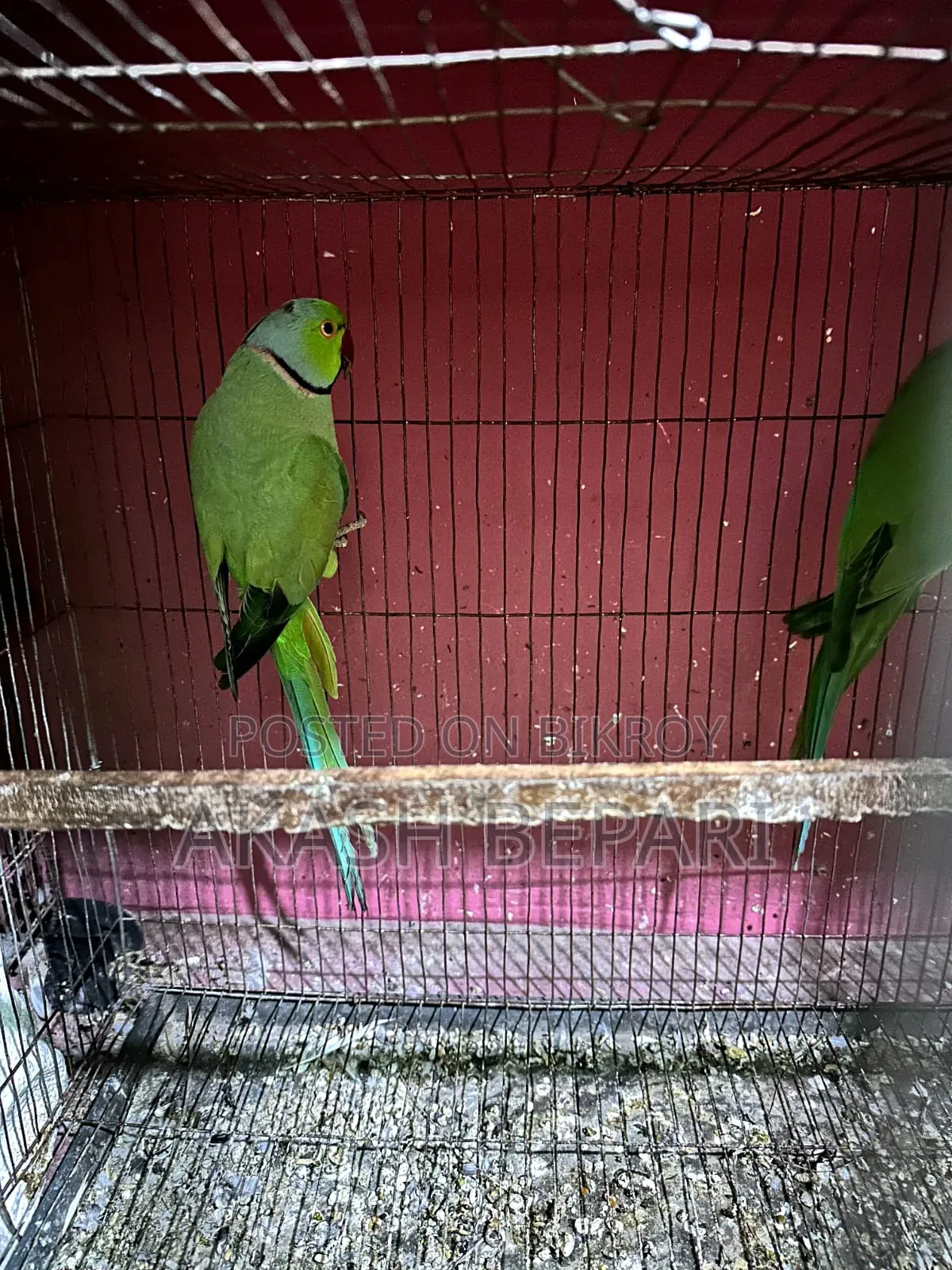 MashaAllah running one pair of parrot for sale