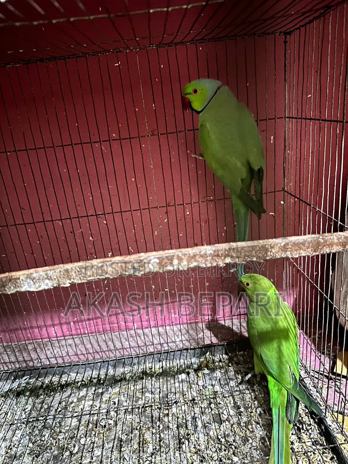 MashaAllah running one pair of parrot for sale
