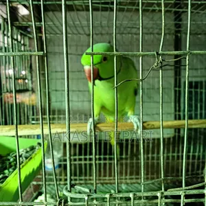 MashaAllah running one pair of parrot for sale