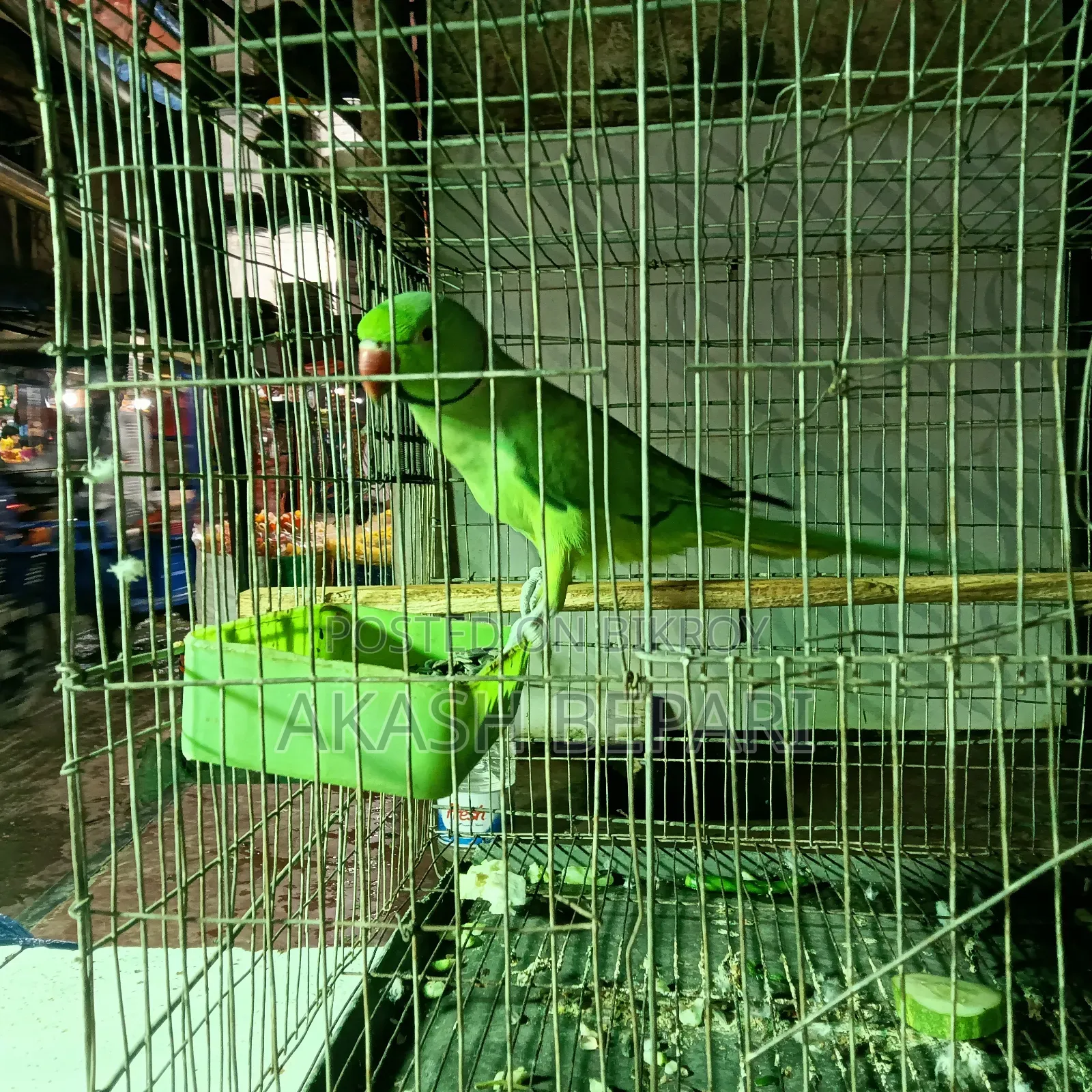 MashaAllah running one pair of parrot for sale