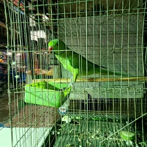 MashaAllah running one pair of parrot for sale