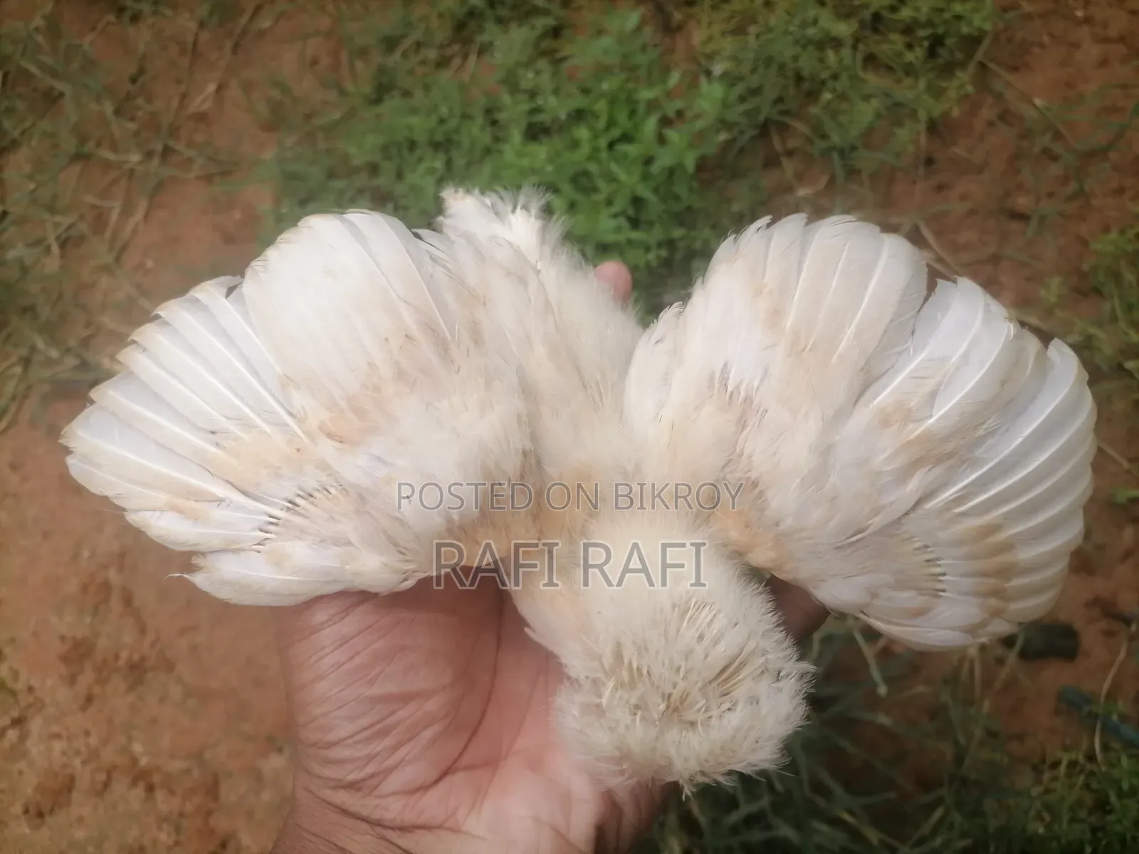 Baap Polish Cap