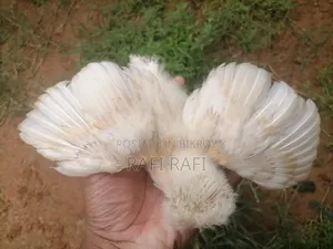 Baap Polish Cap